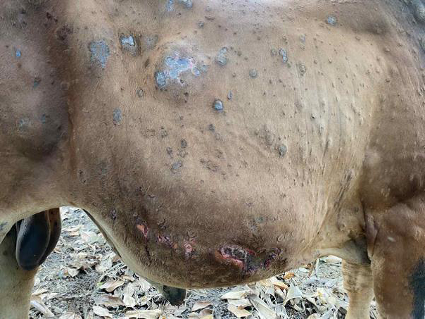 Lumpy Skin Disease in Cattle in Cao Bang, Lang Son Province Nov 2020, in Viet Nam